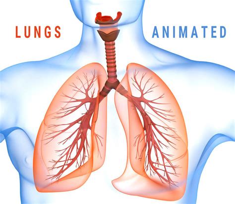 Human Lungs - pulmonary system 3D model 3D model animated | CGTrader