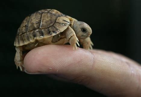 Egyptian Tortoise