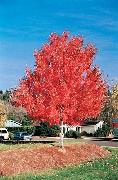 Red Sunset® Maple - Shade Trees - Stark Bro's