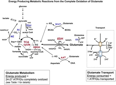 Frontiers | Glutamate Pays Its Own Way in Astrocytes | Endocrinology