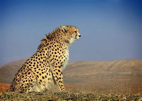 UNDP not to extend Iran’s Conservation of Asiatic Cheetah Project - Tehran Times