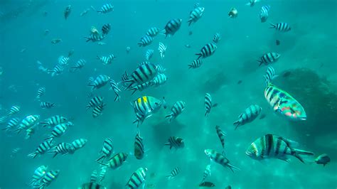 Snorkeling in Blue Lagoon, Bali — The Opposite Travellers