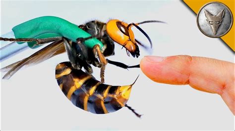 Intense Video Shows Murder Hornet Stinging a Human