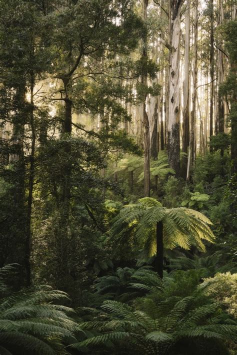 How to photograph Australia's bush (Part one) - Australian Photography