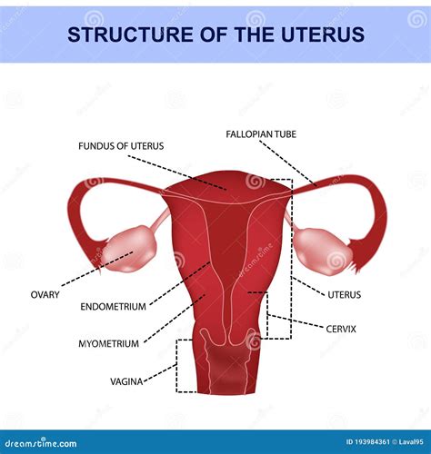 Anatomy Of Ovarian Cycle Royalty-Free Illustration | CartoonDealer.com #27154491