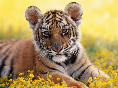 One Pic: Cute Baby Tiger Wallpaper
