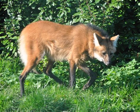 ZOOTOGRAFIANDO (MI COLECCIÓN DE FOTOS DE ANIMALES): LOBO DE CRIN ...