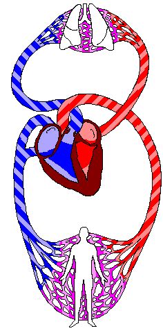 Circulatory System Gif - IceGif