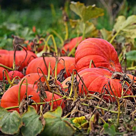 Cinderella Heirloom Pumpkin Seeds | Terroir Seeds