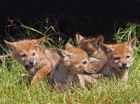 Coyote Pups Photograph by Peggy Collins