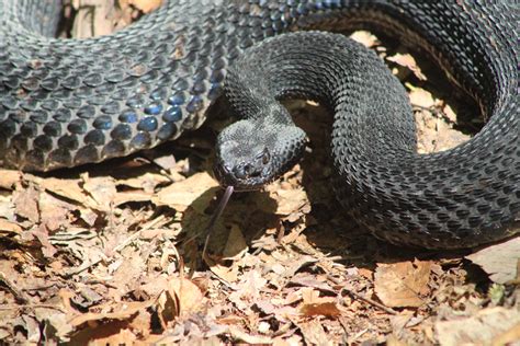 Viperid Spotlight: Timber Rattlesnake (Crotalus horridus) – Wild Snakes : Education and Discussion