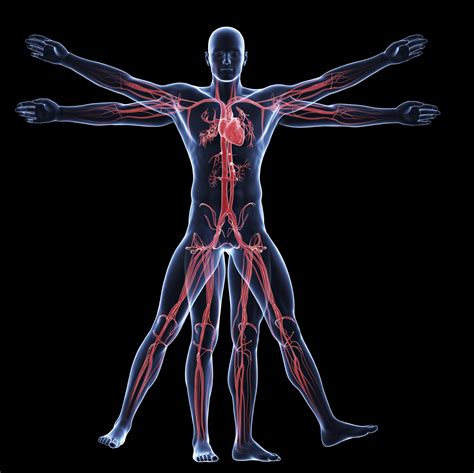 Peripheral Biofeedback & Bio Mapping - Human Performance Institute