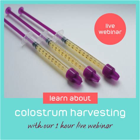 colostrum harvesting kit | My Expert Midwife