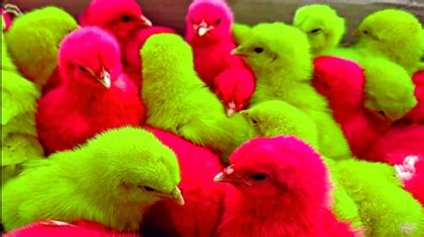 Woww Ayam warna warni,ayam lucu,ayam rainbow,ayam lari lari - YouTube