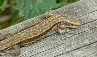 Common Lizard - Facts, Information & Pictures