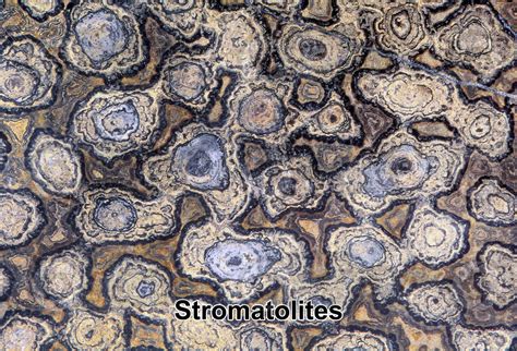 Stromatolite. Fossil. Precambrian - Stromatolites - Precambrian - Fossils - Photos