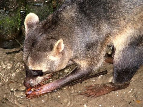 Crab eating raccoon - Alchetron, The Free Social Encyclopedia