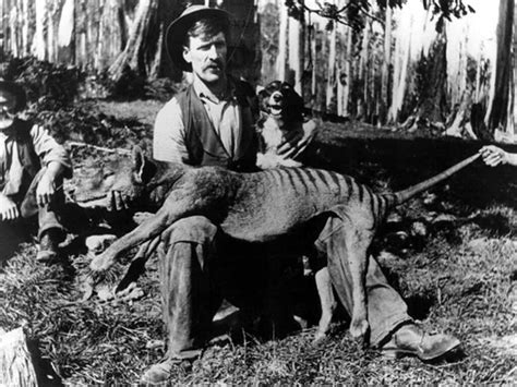 Thylacine: CSIRO book first major study in 20 years | The Advertiser