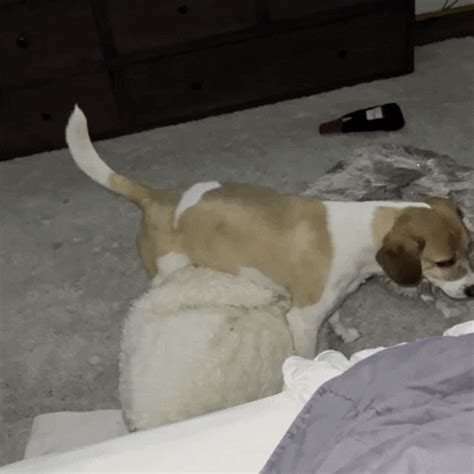 Dog Pillow Hump GIFs - Find & Share on GIPHY