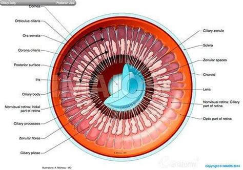 Pictures Of Ciliary Body