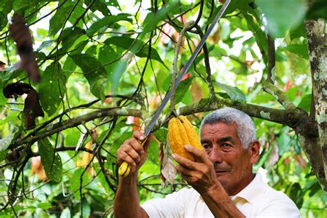 What’s Wrong With Cacao Farming? - Jerry Toth - Medium