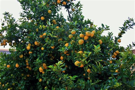 Lemon Tree Bearing Fruit Free Stock Photo - Public Domain Pictures