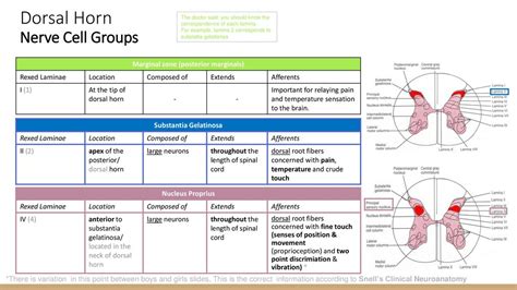 Objectives At the end of the lecture, the students should be able to ...