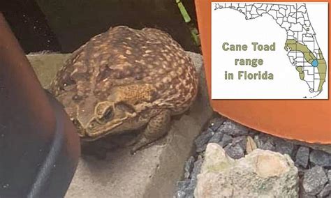 Toxic 'monster' cane toads that kill dogs with poisonous glands surface in Southern Florida ...