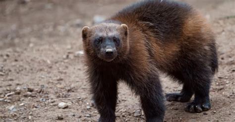 What Do Wolverines Eat? Their Diet Explained - A-Z Animals