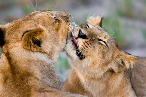 Animals Zoo Park: Cheetah cubs, Lion cubs Pictures