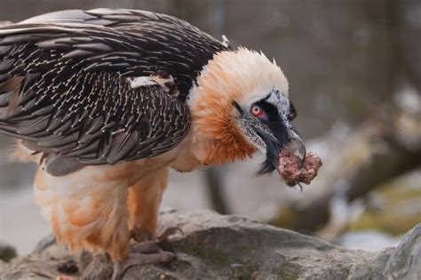 Bearded Vulture: Bone-Cracking Scavenger and Unique Feeder