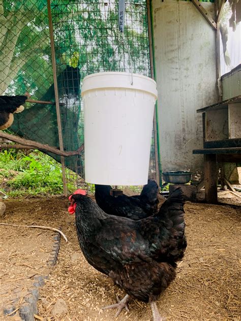 Our 5-Gallon Bucket Chicken Feeder - Super Easy DIY and Vermin Proof! - Outdoor Happens Homestead