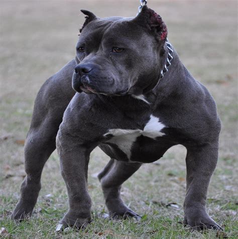 Muscles! | Blue pitbull dog, Pitbull puppies, Pitbull dog images