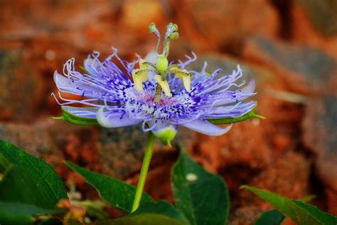 Maypop Flower Photograph by Adam LeCroy - Pixels