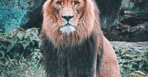 Lion Sitting on Grass · Free Stock Photo