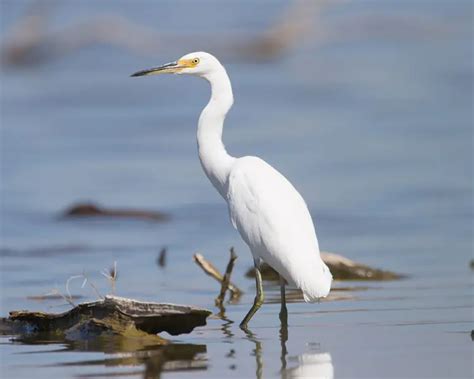 Little Egret - Facts, Diet, Habitat & Pictures on Animalia.bio