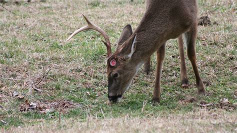 Antler shed season in full swing