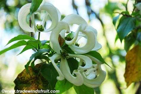 Mexican Flowering Dogwood, Magic Dogwood - Cornus florida urbiniana | Blooming flowers, White ...