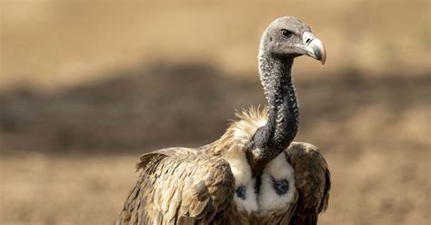 The Vulture and the Little Girl: A Pulitzer Prize-Winning Photo so ...