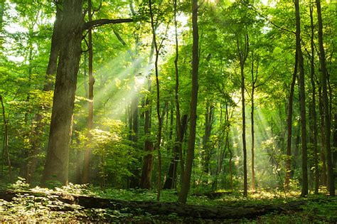 Forest Conservation: Importance & Ways to Conserve