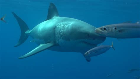 Shark bite Stock Video Footage - 4K and HD Video Clips | Shutterstock