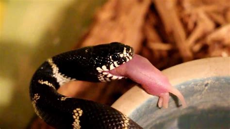 Feeding Kingsnake - YouTube