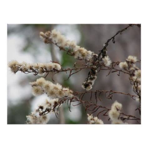 Wild Asters of Autumn - A Pollinator's Delight | HubPages