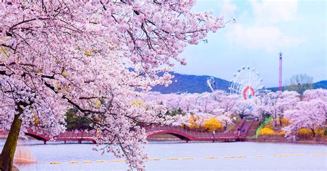 Gyeongju Cherry Blossom Festival 2019 Day Tour from Seoul - Trazy ...