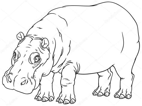 Hippo Drawing Outline