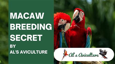 Macaw Breeding Secret by AL'S AVICULTURE | Be an Expert of Macaw Breeding by our secret tips ...