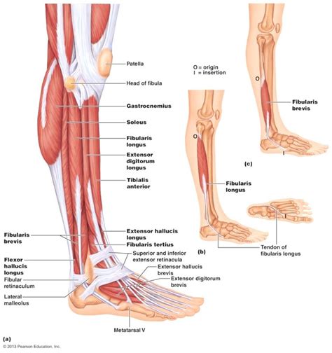 Image result for shin and ankles anatomy | Leg muscles anatomy, Leg ...