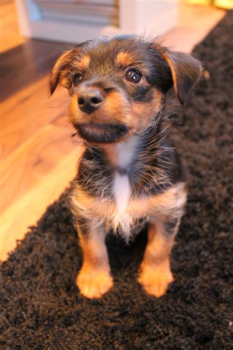 chorkie puppy angus | Yorkie chihuahua mix, Yorkie puppy, Yorkshire terrier