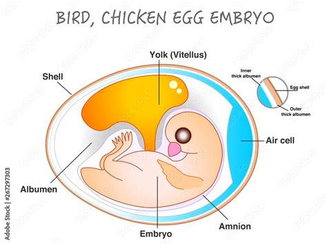 Chick Embryology