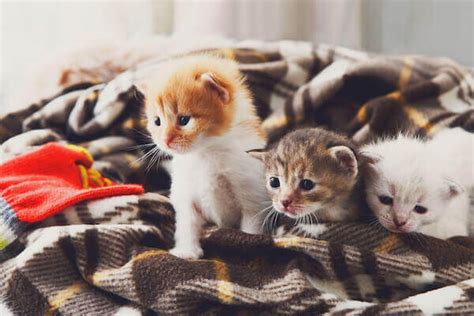 How Do You Take Care of Newborn Kittens? - Caring for Pets